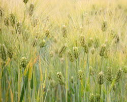 A picture of Barley from Wikipedia
