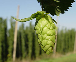 Picture of a HOP bud